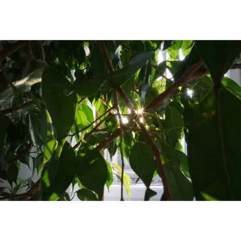 Ficus Benjamina Plant